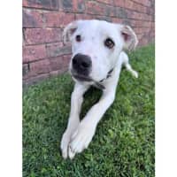 Photo of Brazil *$350 Adoption Fee*