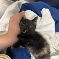 Photo of Tiny Tina