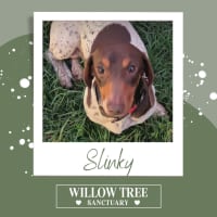 Photo of Slinky