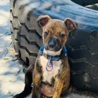 Photo of Taylor   9 Week Old Ridgeback X 