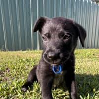 Photo of Taz   8 Week Old Cattle Dog X Kelpie