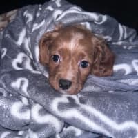 Photo of Clive 