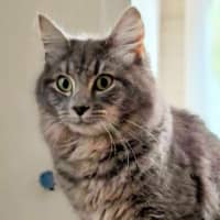 Photo of Jazz