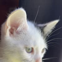 Photo of Littlefoot