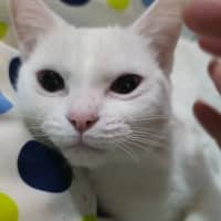 Photo of Astra