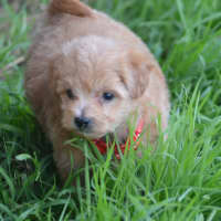 Photo of Theodore *Relisted*