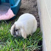 Photo of Mortimer