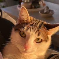 Photo of Ocho