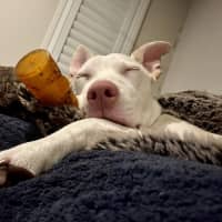 Photo of Marshmallow 