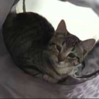 Photo of Sky Meet Me@Petstock Hastings Store