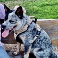 Photo of Hazel