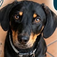 Photo of Echo