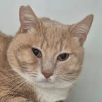 Photo of Chester