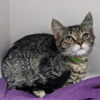 Photo of Merry Go Round