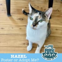 Photo of Hazel