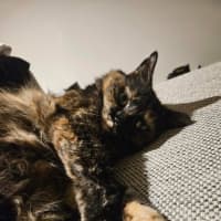 Photo of Gypsy   In Foster Care In Cremorne