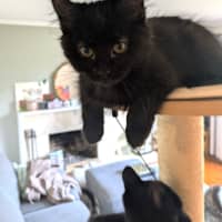 Photo of Lyra