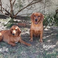 Photo of Bluebelle