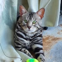 Photo of Macaroni Bob