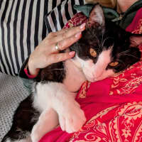 Photo of Benji
