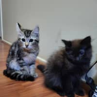 Photo of Coco Meet Me@Petstock Carrum Down Store