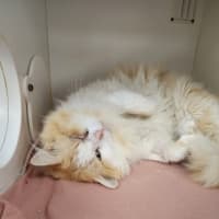 Photo of Mr Mistoffelees