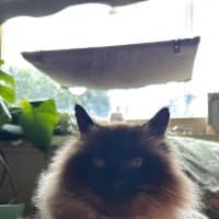 Photo of Jinx
