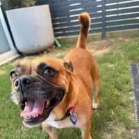 Photo of Poppy   2 Year Old Bulldog X Pug
