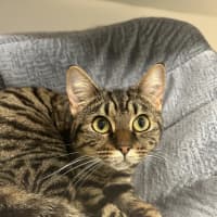 Photo of Roughnut