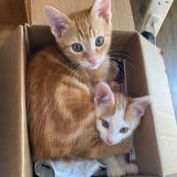 Photo of Spice Chai Meet Me At Pet Stock Carrum Downs