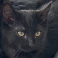 Photo of Percy