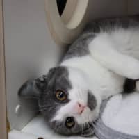 Photo of Pickle