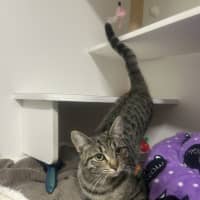 Photo of Olive
