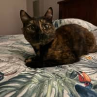 Photo of Tilly