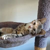 Photo of Almond