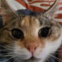 Photo of Goldie