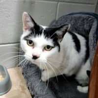 Photo of Nala (Bonded With Simba) 