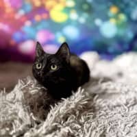 Photo of Vangel   Located In East Brunswick