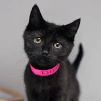 Photo of Willow