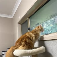 Photo of Rusty