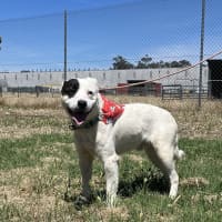 Photo of Captain Feathersword