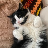 Photo of Merlin   Located In Hawthorn East