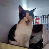 Photo of Felix