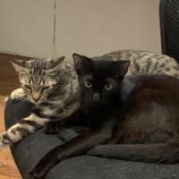 Photo of Nandi & Bagheera