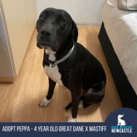 Photo of Peppa   4 Year Old Great Dane X Mastiff