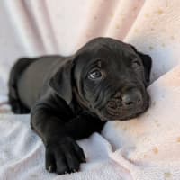 Photo of Boomer