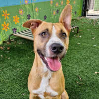 Photo of D1096 Diggy