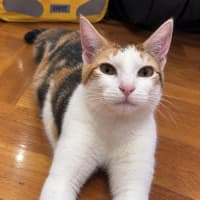 Photo of Pippa