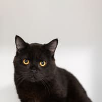 Photo of Moe