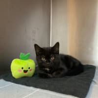 Photo of Sirius 